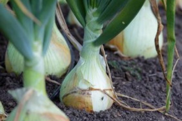 Kraken istand onion ссылка