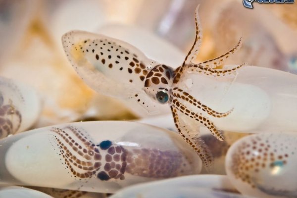 Kraken 4 ссылка